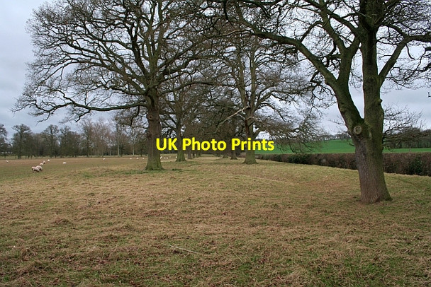 Photo 6"x4" Avenue, Much Marcle Much Marcle c2008