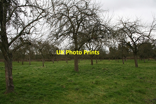 Photo 6"x4" Orchard, Much Marcle Much Marcle c2008