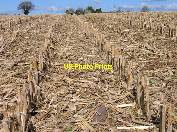 Photo 6"x4" Grain maize stubble Blackhorse\/SX9793 c2008