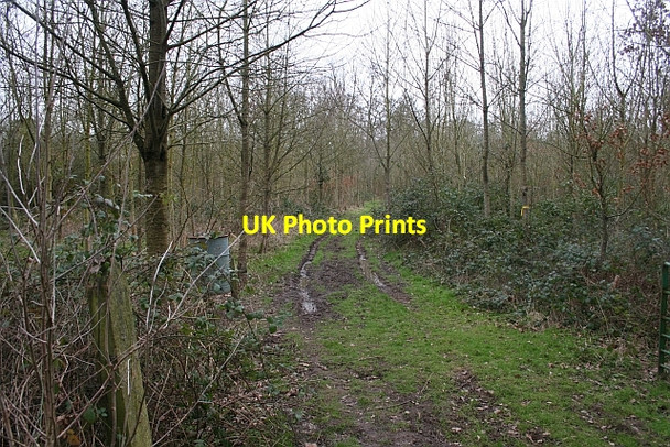 Photo 6"x4" Path inside Young Covert Duckswich c2008