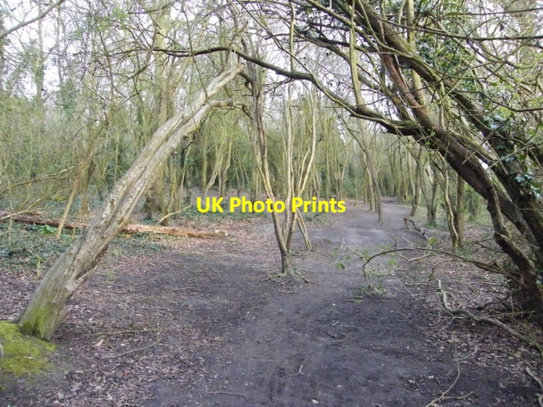 Photo 6"x4" Woodland Walk, Wivenhoe Wivenhoe c2008