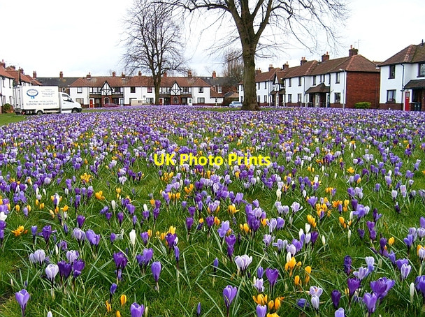 Photo 6"x4" Margaret Creighton Gardens Carlisle c2008