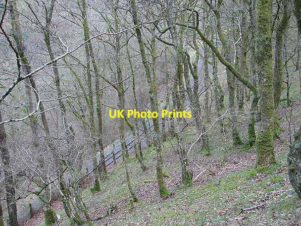Photo 6"x4" Vale of Rheidol Railway at Derwen (8) Devil's Bridge\/Pontarfynach c2008