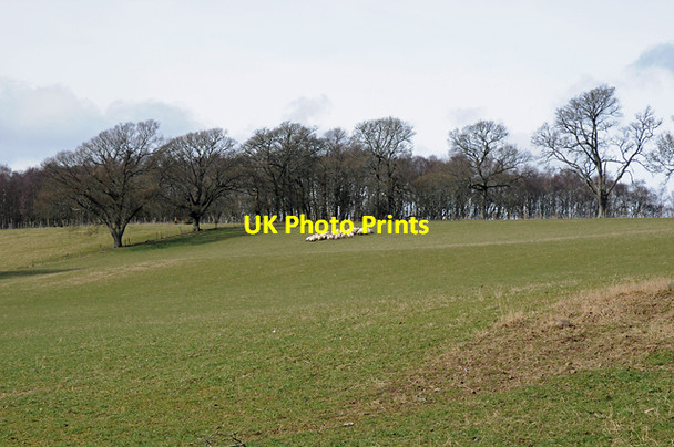 Photo 6"x4" Farmland and Sheep Braegrum c2008