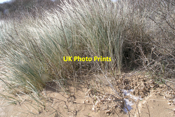 Photo 6"x4" Dune grass North End\/TF4987 c2008