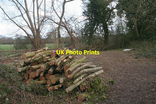 Photo 6"x4" Log Pile Marl Bank c2008