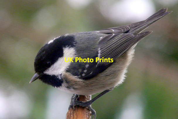 Photo 6"x4" Coal Tit, Inshriach Alvie c2008