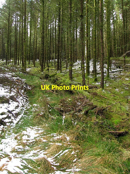 Photo 6"x4" Dolgoch forest Esgair Gerwyn c2008
