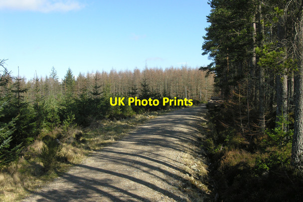 Photo 6"x4" Daviot Woods. Forestry track. Castleton Village c2008