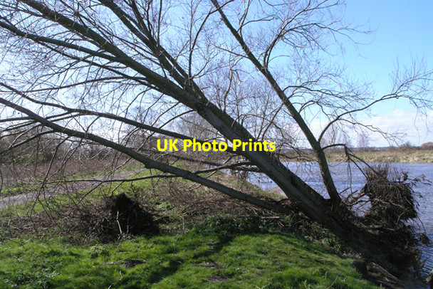 Photo 6"x4" Leaning Willow Great Wilne c2008