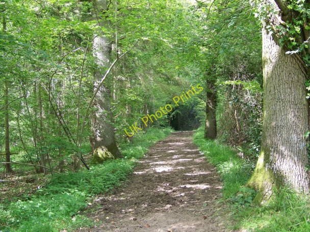 Photo 6"x4" Footpath near Fernhurst Dial Green c2009 P1