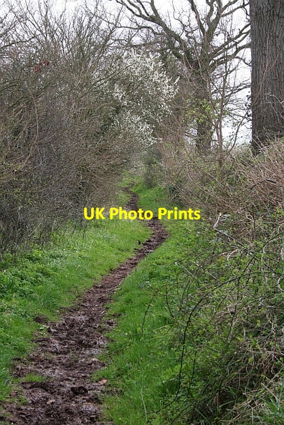 Photo 6"x4" Narrow Bridleway Chaceley Hole c2008