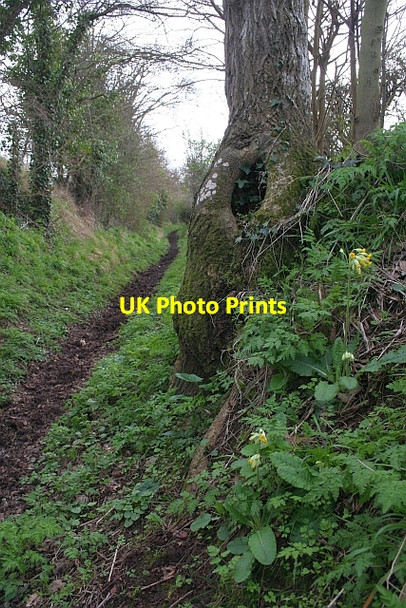 Photo 6"x4" Cowslip by the Bridleway to Chaceley Chaceley Hole c2008
