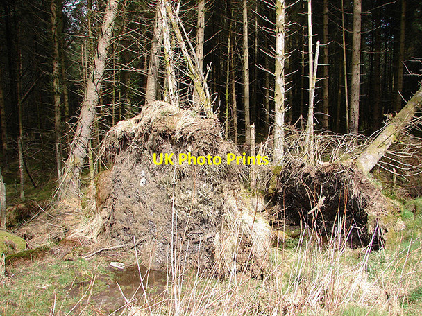 Photo 6"x4" Uprooted trees at Rhos Pant-mawr Pont Rhydgaled c2008