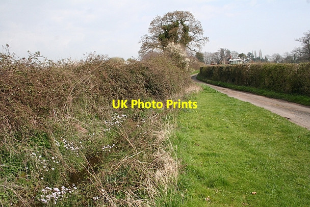 Photo 6"x4" Yewleigh Lane Duckswich c2008