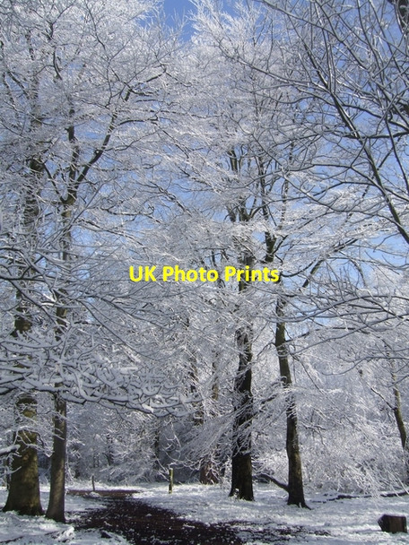 Photo 6"x4" Snowy footpath in the country park Bushbury\/SJ9203 c2008
