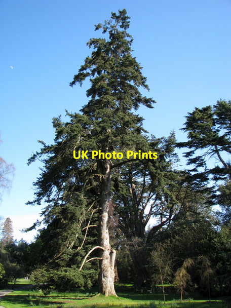 Photo 6"x4" Greek Fir, Mount Stewart Greyabbey c2008