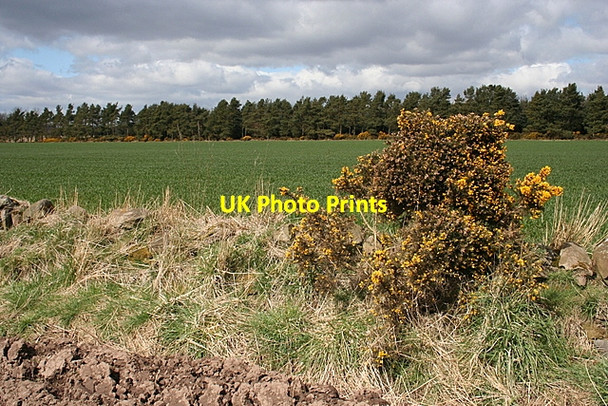 Photo 6"x4" Pitcundrum Wood Bonnington Smiddy c2008