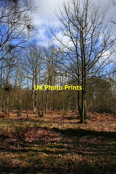 Photo 6"x4" Open Woodland Bonnington Smiddy c2008
