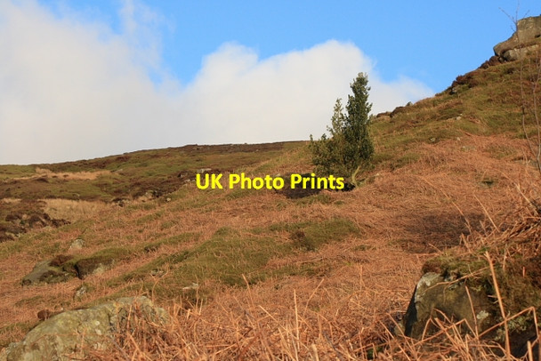Photo 6"x4" Isolated Tree Below Battersby Crag Battersby c2008