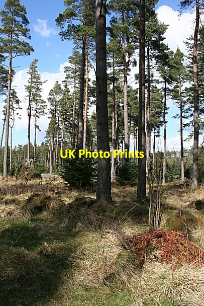 Photo 6"x4" Old Dyke Huntly c2008