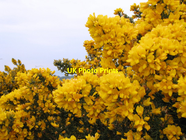Photo 6"x4" Whin bushes in bloom near Bangor Groomsport c2008