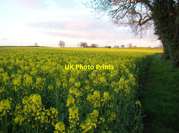 Photo 6"x4" Rape field near Warthill Warthill\/SE6755 c2008
