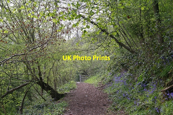 Photo 6"x4" Gated Path on Hollybush Hill Hollybush\/SO7636 c2008