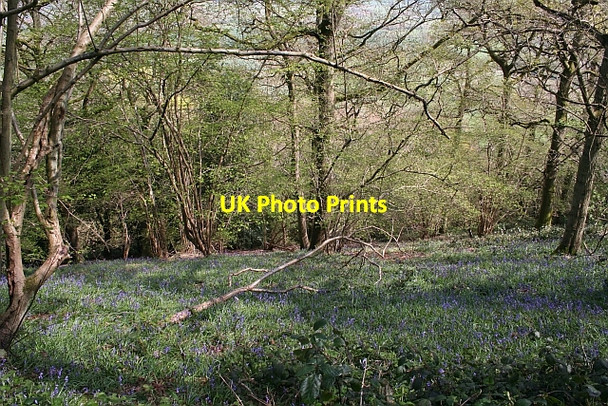 Photo 6"x4" Bluebells on Hollybush Hill Hollybush\/SO7636 c2008