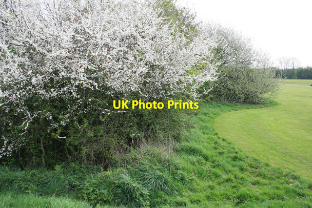 Photo 6"x4" Hedge in West Park Long Eaton c2008