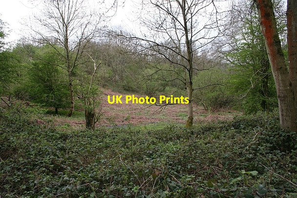 Photo 6"x4" Overgrown Interior of an Iron-Age Town Hollybush\/SO7636 c2008