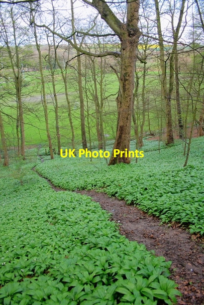 Photo 6"x4" Ramsons, Maiden Castle Durham c2008