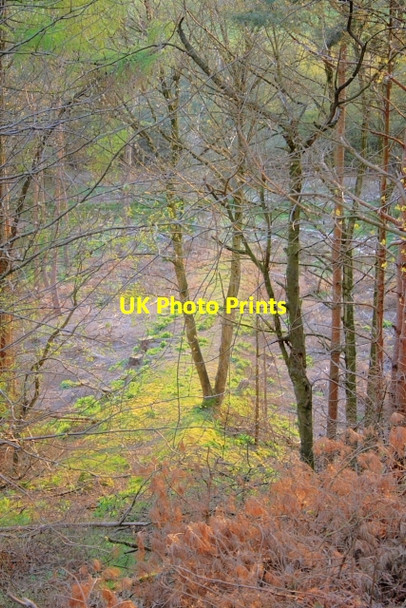 Photo 6"x4" Former Tramway Incline, Battersby Plantation Ingleby Greenhow c2008