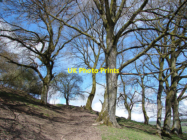 Photo 6"x4" Woodland at Cae Whildin Trefeglwys c2008