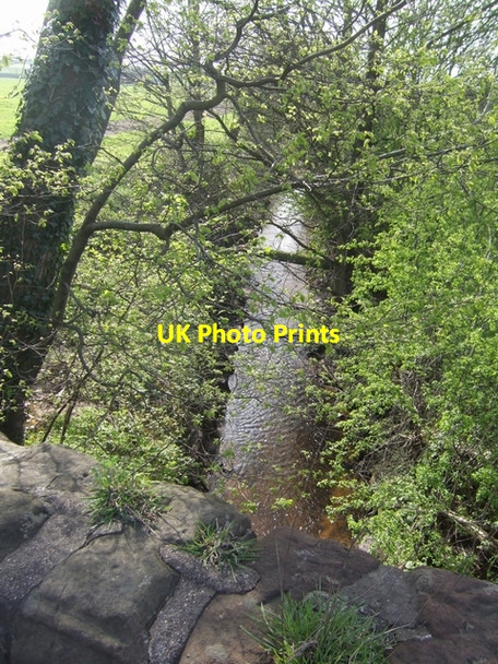 Photo 6"x4" River Tern downstream of A53 bridge Blackbrook\/SJ7639 c2008