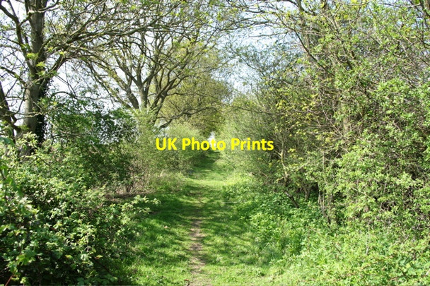 Photo 6"x4" A green lane Harleston\/TM2483 c2008