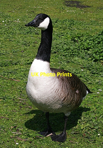 Photo 6"x4" Canada Goose (Branta canadensis) Edinburgh c2008