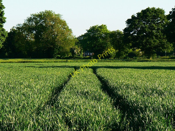 Photo 6"x4" Field east of Eastcourt Burbage\/SU2361 c2009