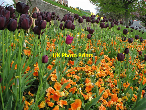 Photo 6"x4" Flower bed, Bangor Bangor\/J5081 c2008