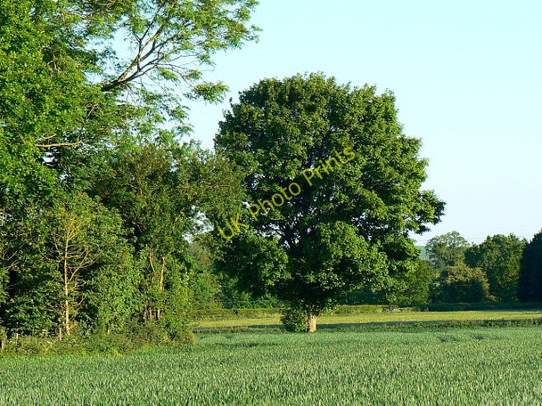 Photo 6"x4" Tree and hedge, east of Eastcourt Burbage\/SU2361 c2009