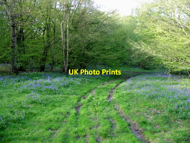 Photo 6"x4" Track through Marriage Wood Crundale\/TR0749 c2008