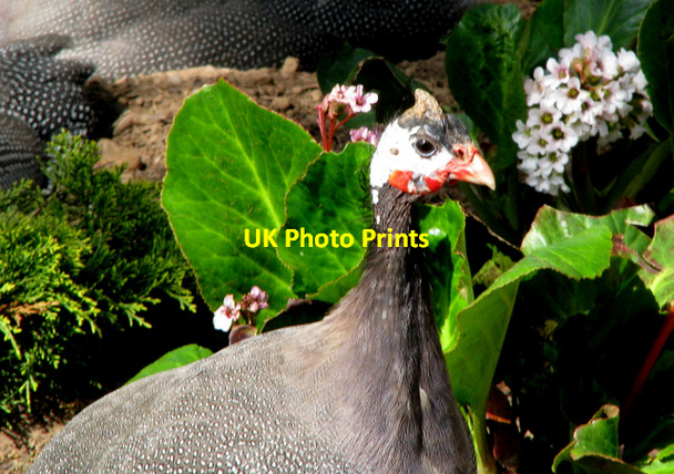 Photo 6"x4" Guineafowl, Ward Park [2] Bangor\/J5081 c2008