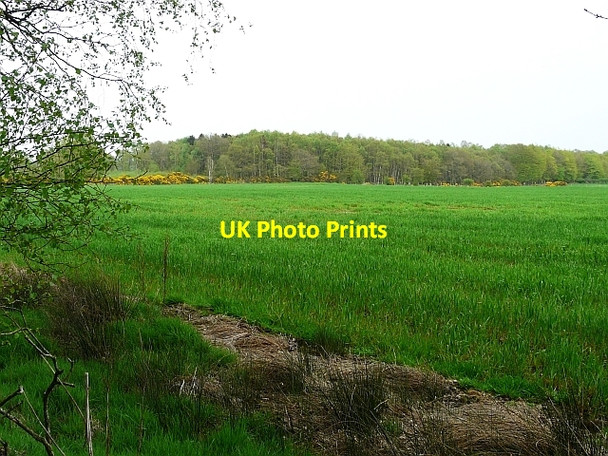 Photo 6"x4" View towards Bush Head Wood Netherby\/NY3971 c2008