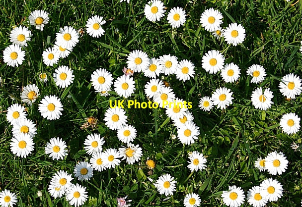 Photo 6"x4" Daisy (Bellis perennis) Forres c2008