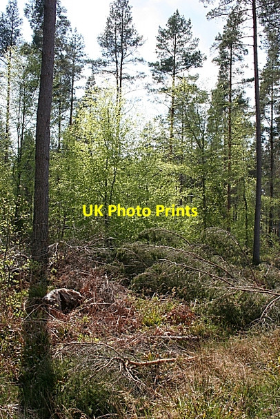 Photo 6"x4" Darnaway Forest Conicavel c2008