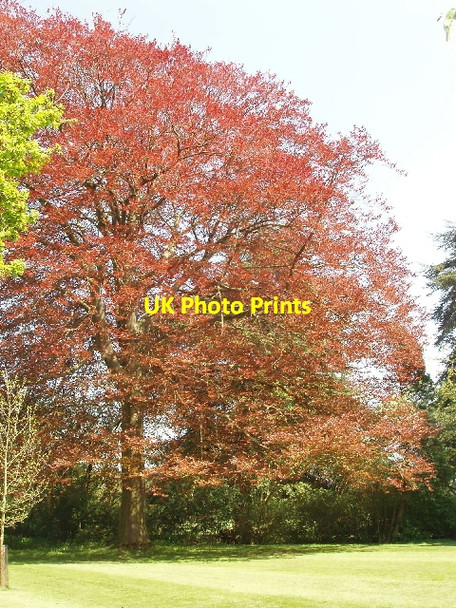 Photo 6"x4" Spring leaves of copper beech at Blenheim Woodstock\/SP4416 c2008