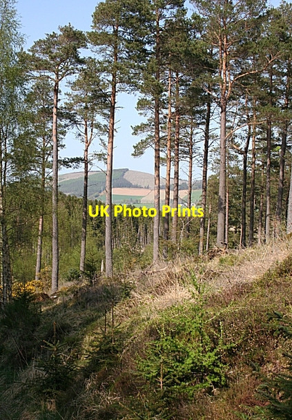 Photo 6"x4" Scots Pines Brideswell\/NJ5739 c2008