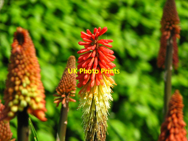 Photo 6"x4" Red Hot Poker, Carnfunnock Country Park Ballygalley c2008