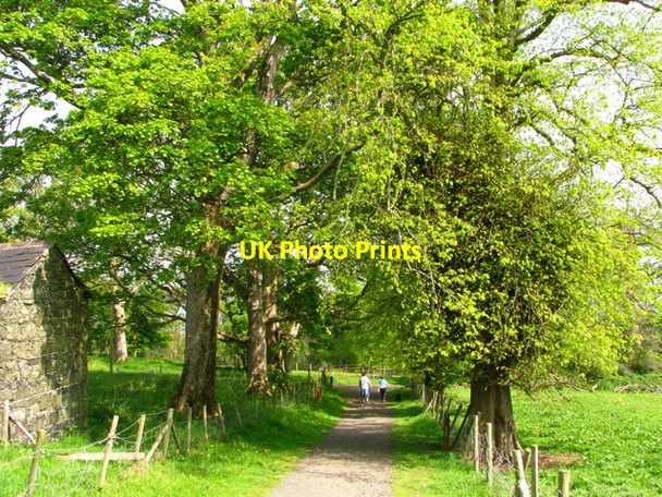 Photo 6"x4" Path, Carnfunnock Country Park [3] Ballygalley c2008