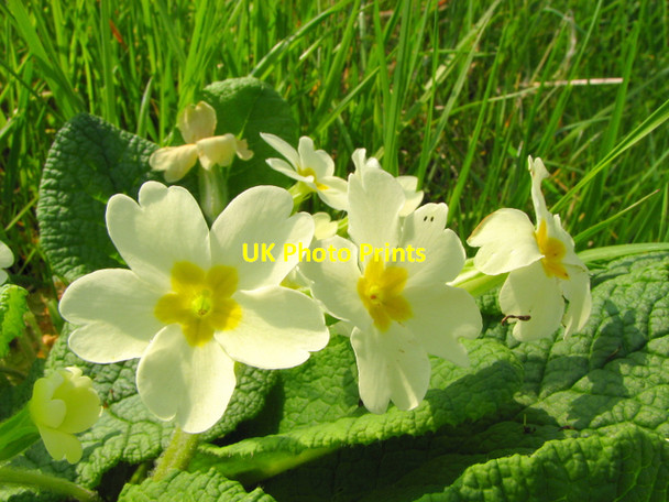 Photo 6"x4" Primrose, Carnfunnock Country Park Ballygalley c2008
